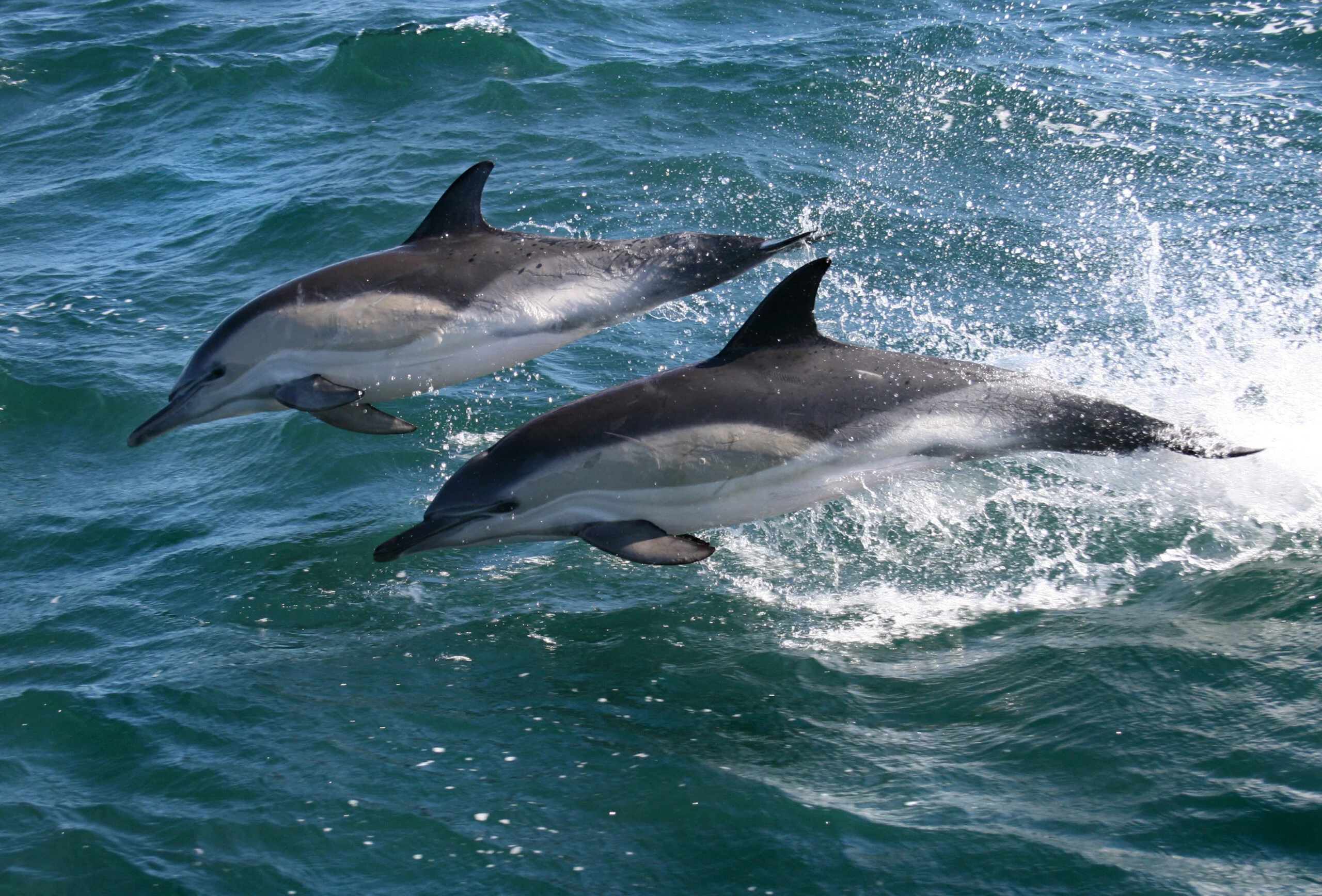 Dolphins swimming at the sea surface, used as a general coastal wildlife image