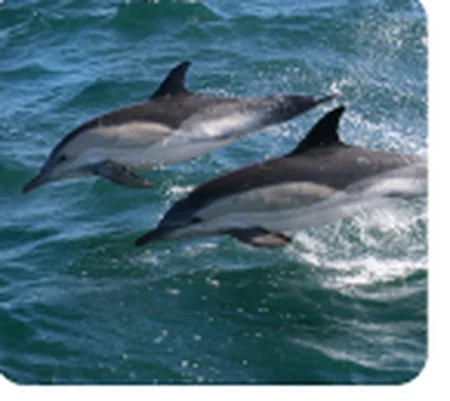 Dolphins swimming at the surface of the sea