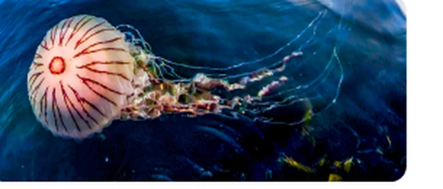 Jellyfish floating in blue water