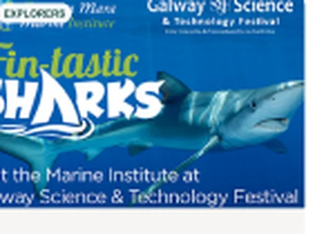 Fin-tastic Sharks display news graphic