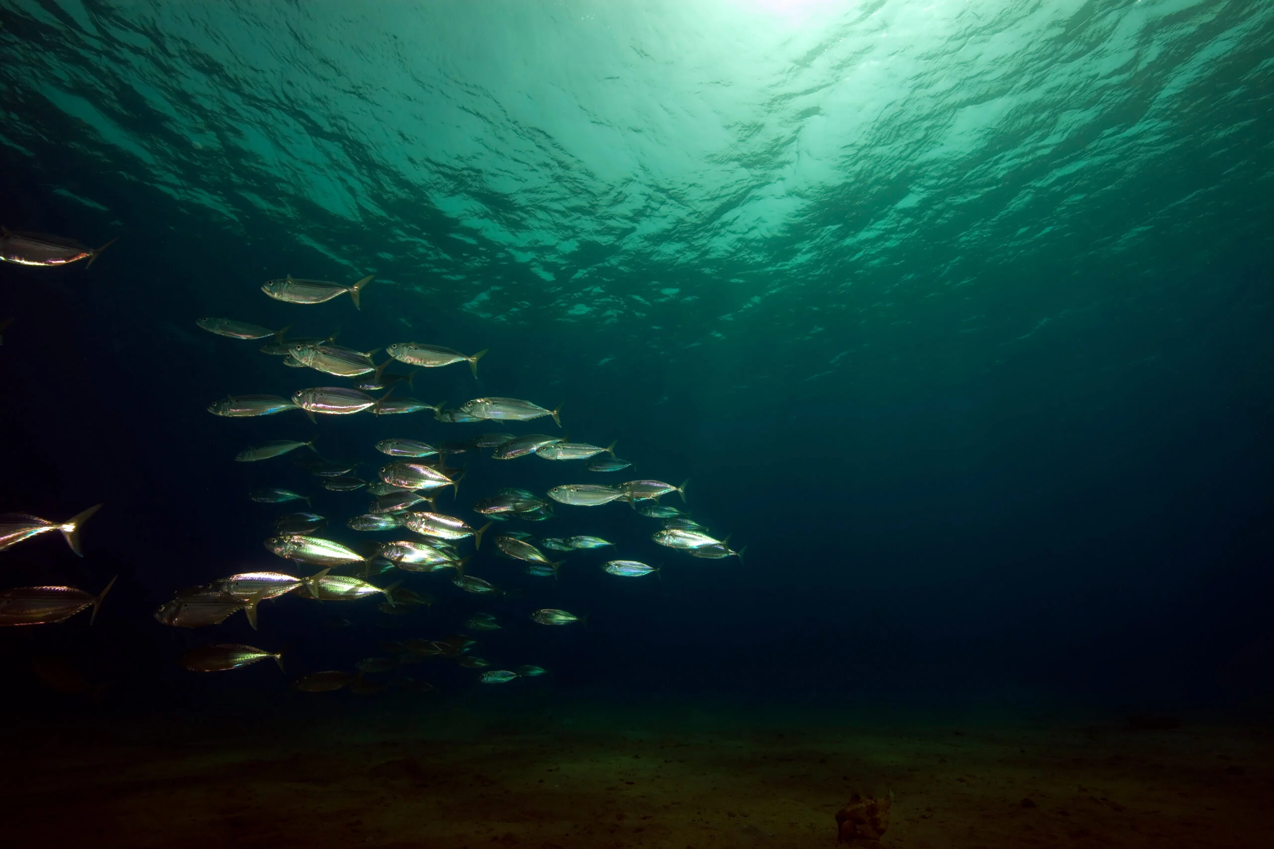 Fish swimming underwater representing farmed fish residue monitoring