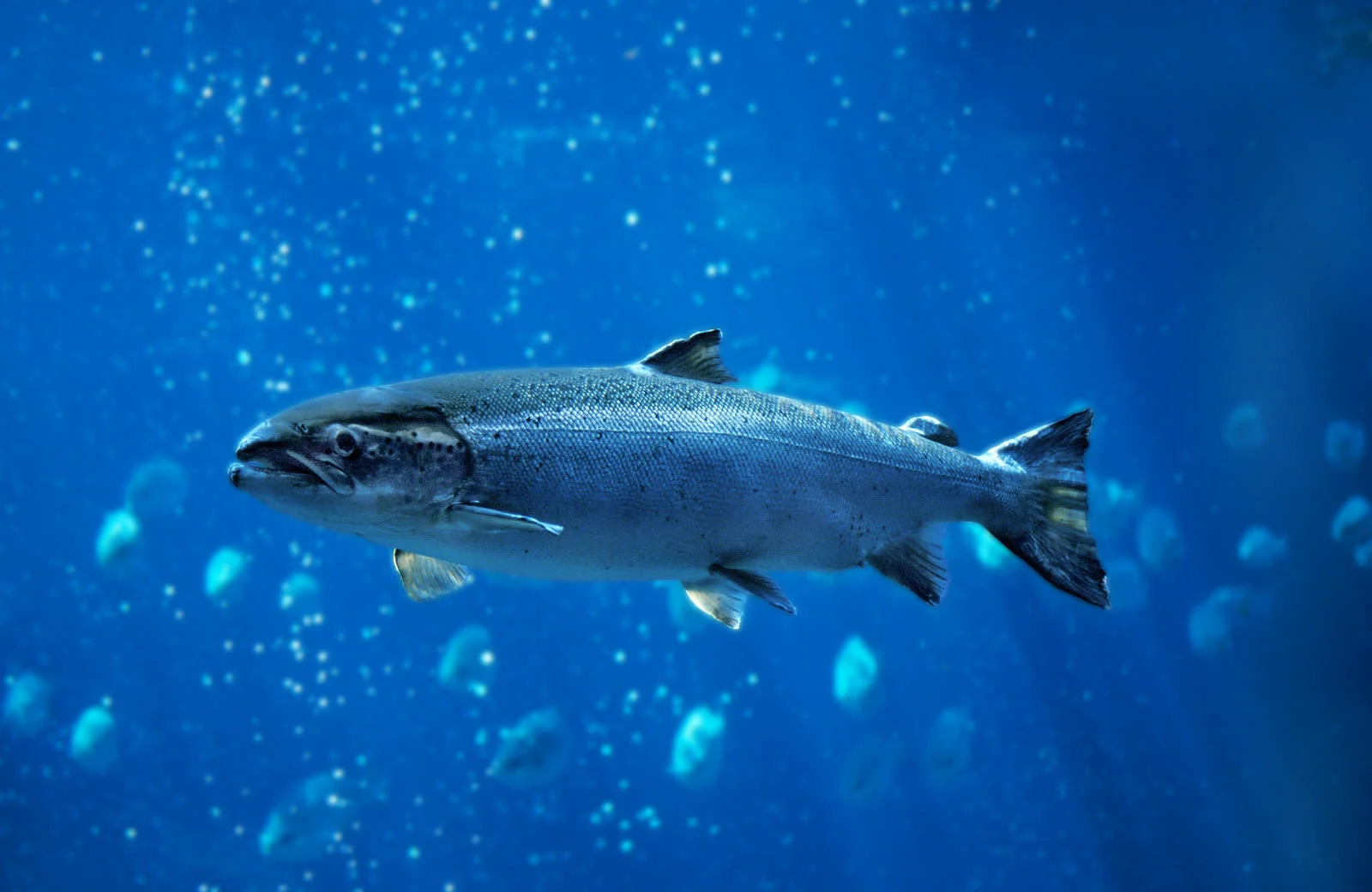 Fish swimming underwater