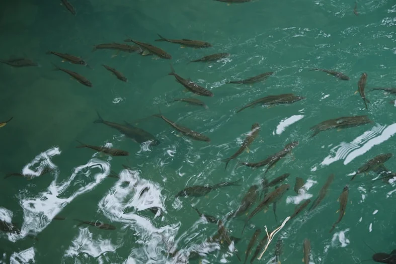 Aerial coastal landscape representing the Lehanagh Pool marine research environment