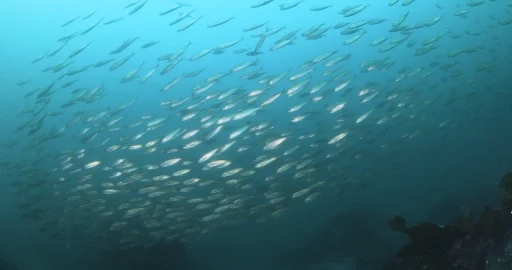 Fish swimming underwater
