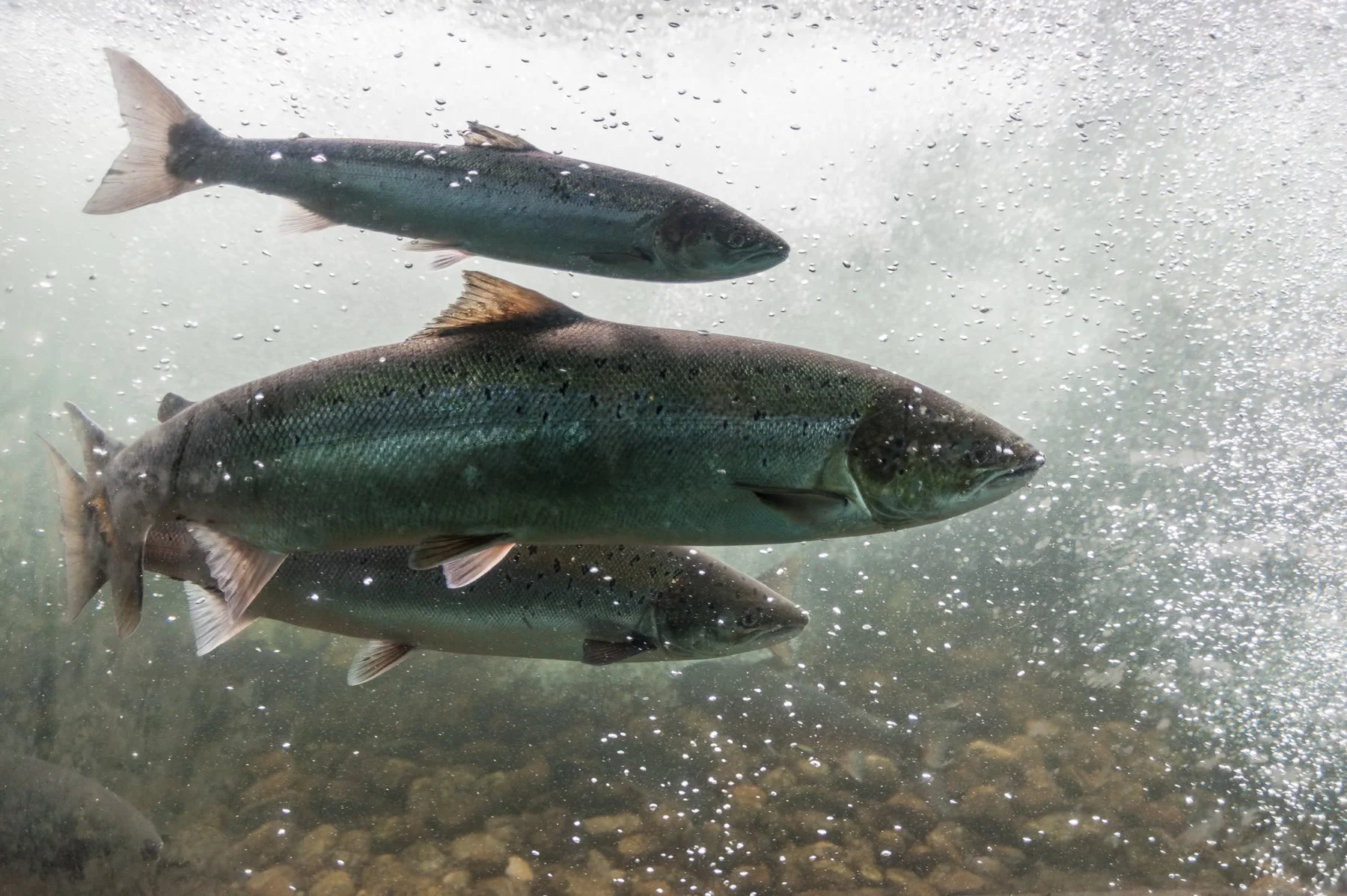 Fish swimming through fast-moving water