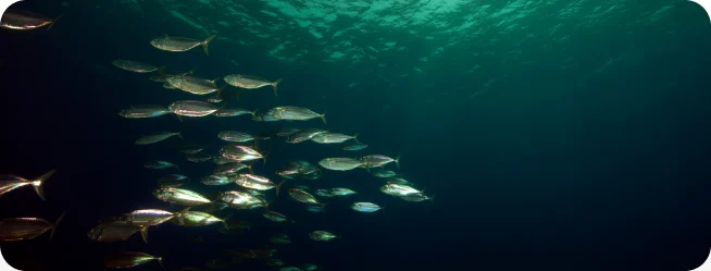 School of fish swimming in Irish waters