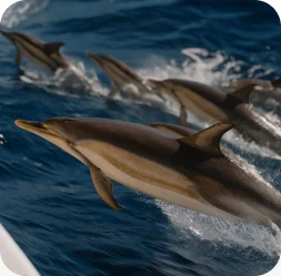 Dolphins swimming beside a vessel