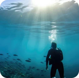 Diver observing fish beneath the ocean surface