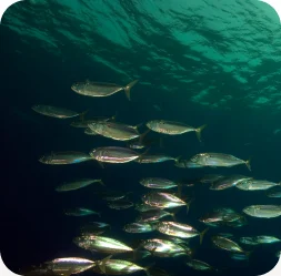 School of fish swimming underwater