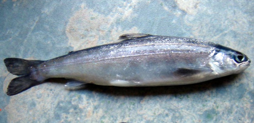 Atlantic salmon smolt with a bright silver body adapted for migration to sea.