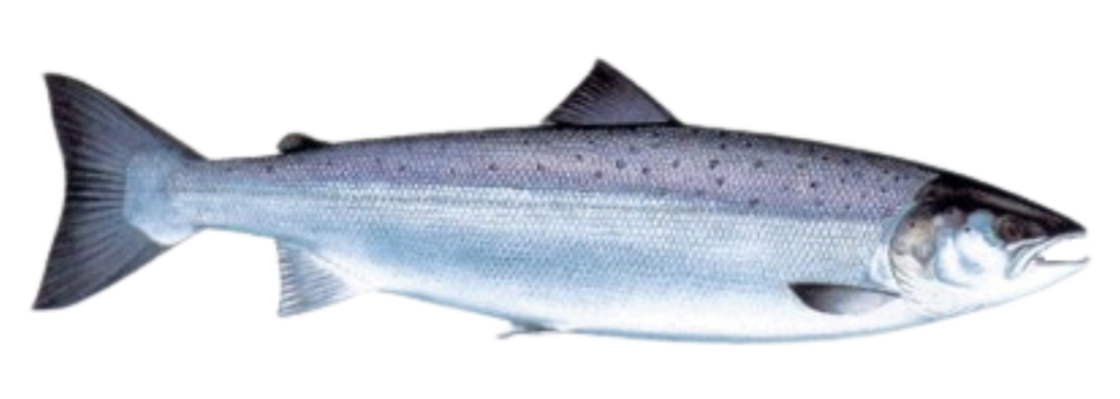 Atlantic salmon with a streamlined silver-blue body and scattered dark spots along its back.