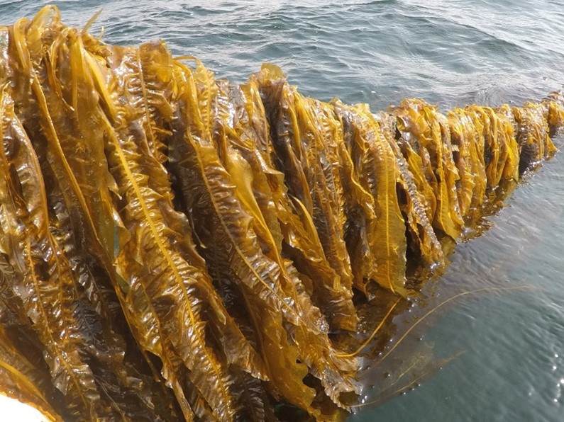 Brown winged kelp fronds growing densely along a line at the water's surface.