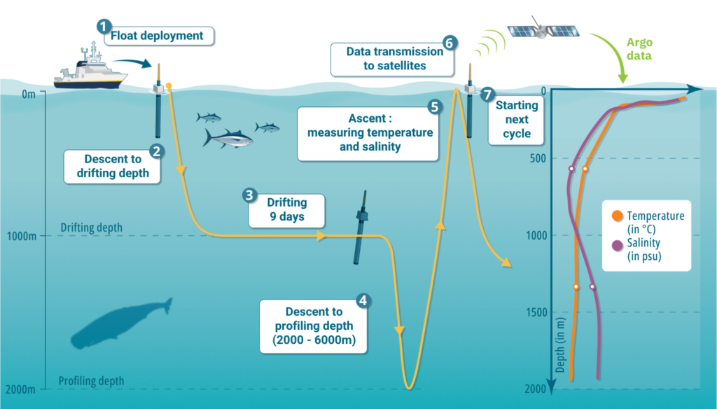 Diagram of an Argo float cycle: deployment, descent to 1,000 metres, nine days drifting, descent to 2,000 metres, ascent while measuring temperature and salinity, and satellite transmission at the surface.