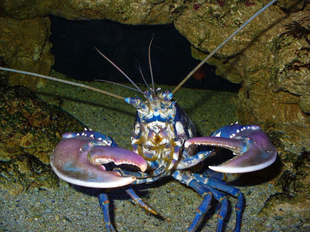 European lobster with large claws and long antennae sheltering among underwater rocks.
