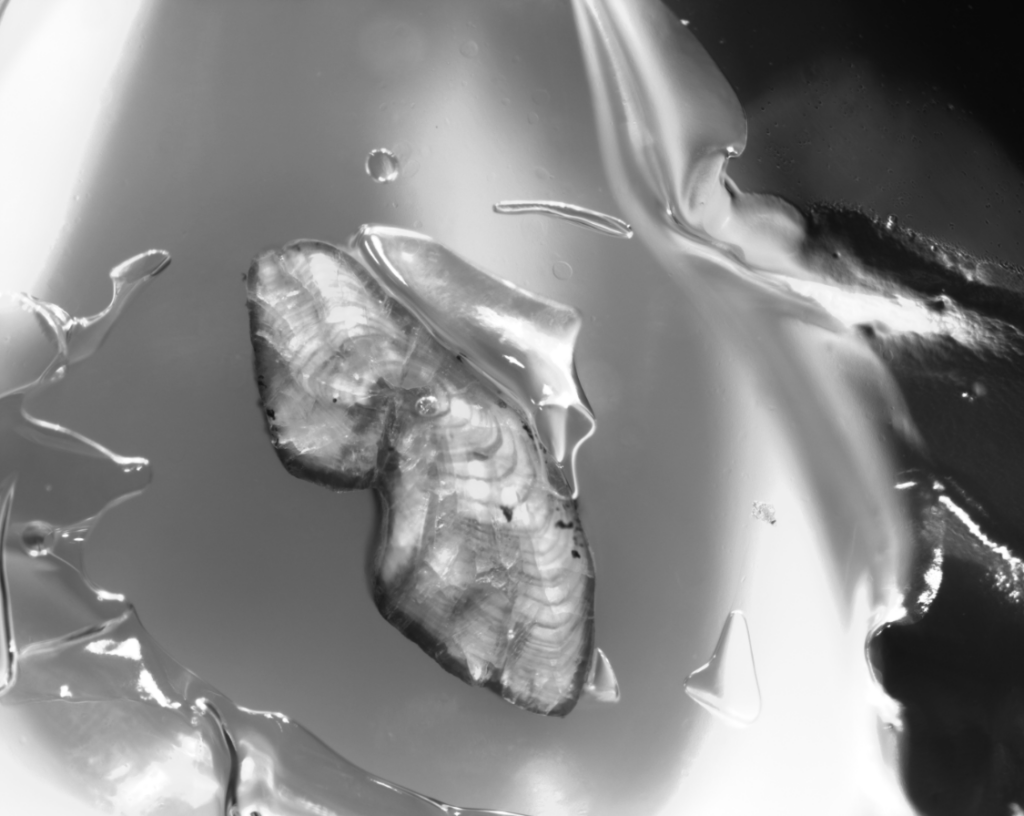 Grayscale microscope view of a translucent European eel otolith with curved concentric growth rings.