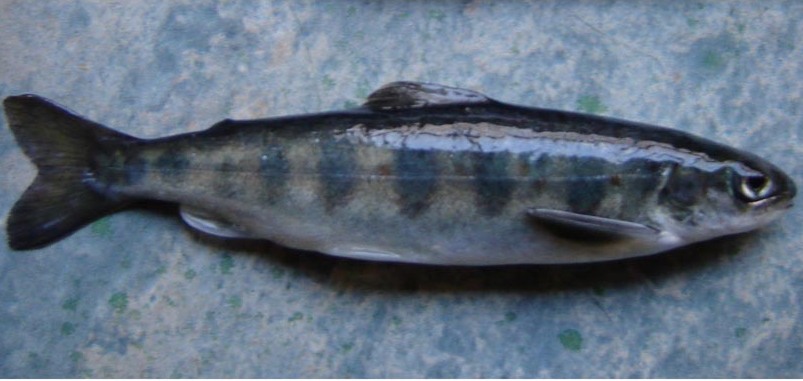 Juvenile Atlantic salmon parr with dark vertical camouflage bars along its side.