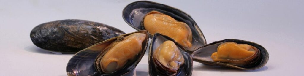Open and closed mussels arranged on a white surface.