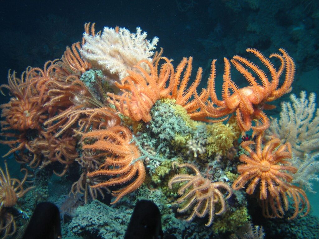 Orange brisingid sea stars extending their many arms among white corals and other organisms on a rocky seabed.