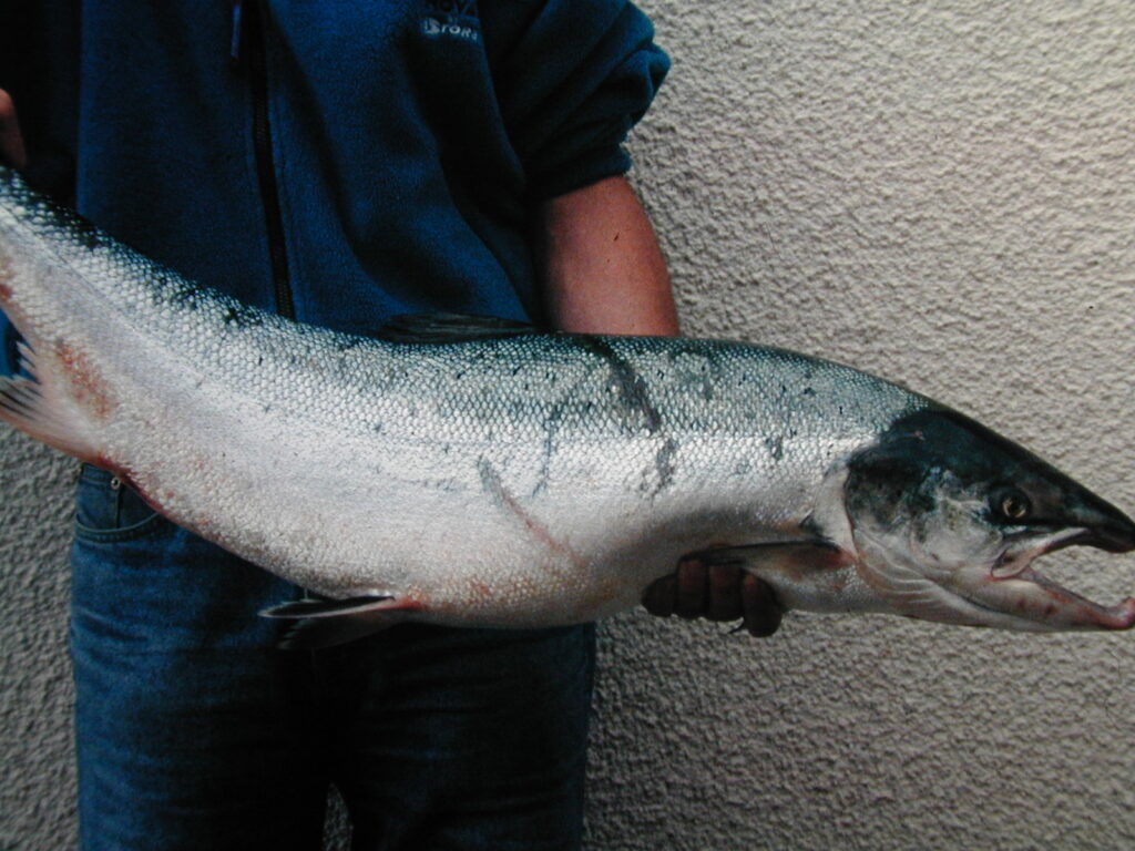 Person holding a large Atlantic salmon horizontally.