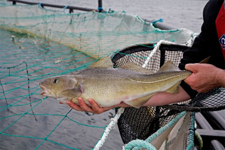 Person holding a large fish above a net enclosure in the water.