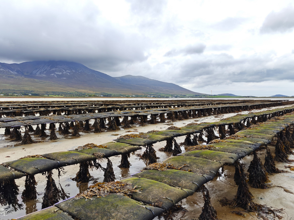 Rows of raised shellfish-growing bags across an intertidal shore, with mountains and low cloud in the background.